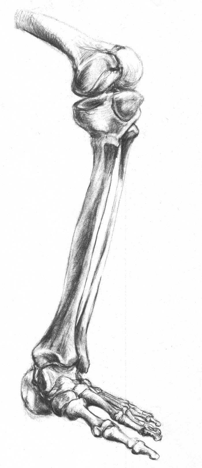leg bones