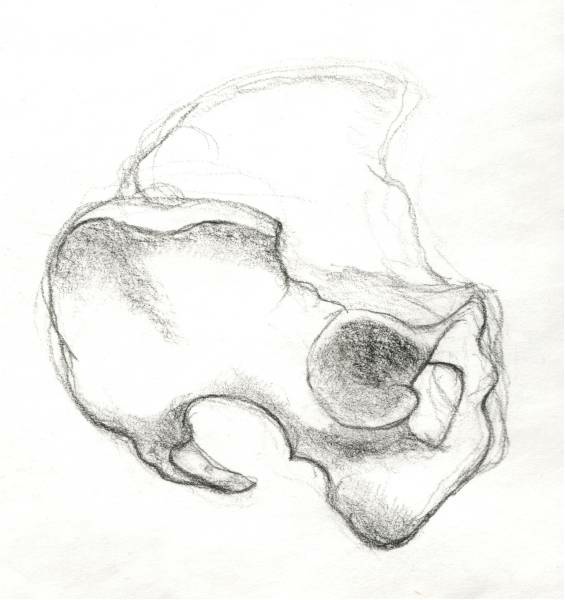 pelvis