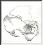 pelvis